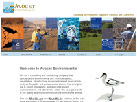 avocet-Large